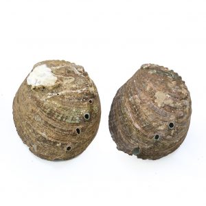 Coquille d ormeau naturelle pour Aquarium 9 10cm porte savon porte bijoux objets artisanaux collectionner 2