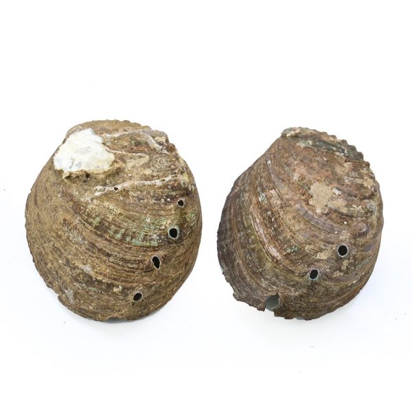 Coquille d ormeau naturelle pour Aquarium 9 10cm porte savon porte bijoux objets artisanaux collectionner 2