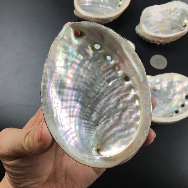 Coquille d ormeau naturelle pour Aquarium 9 10cm porte savon porte bijoux objets artisanaux collectionner 3