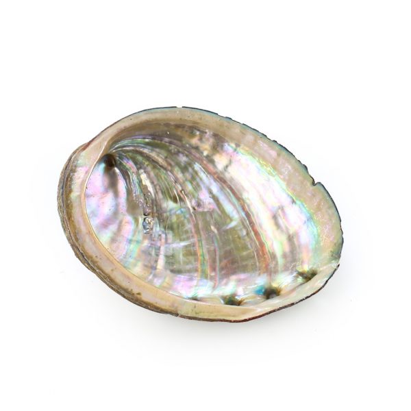 Coquille d ormeau naturelle pour Aquarium 9 10cm porte savon porte bijoux objets artisanaux collectionner